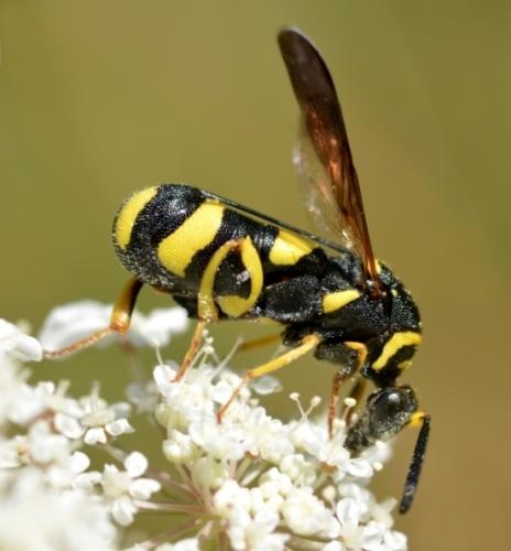 Réf. 289 247 : Leucospis sp.